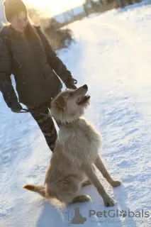 Photo №2 to announcement № 9012 for the sale of non-pedigree dogs - buy in Russian Federation from the shelter