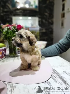 Photo №3. Havanese puppies. Russian Federation