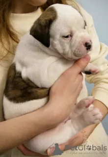 Additional photos: American Bulldog puppies for sale