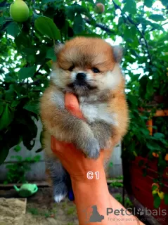 Photo №2 to announcement № 113210 for the sale of pomeranian - buy in Russian Federation breeder