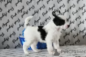 Photo №4. I will sell chinese crested dog in the city of Москва. from nursery - price - 325$