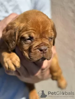 Additional photos: Dog de Bordeaux puppies