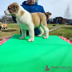 Additional photos: Central Asian shepherd dog Alabai Alabai SAO