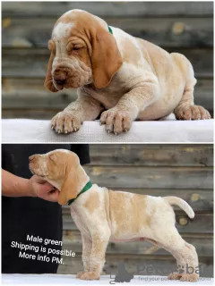 Photo №2 to announcement № 7484 for the sale of bracco italiano - buy in Russian Federation breeder