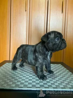 Additional photos: French bulldog puppies