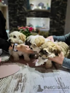 Additional photos: Havanese puppies