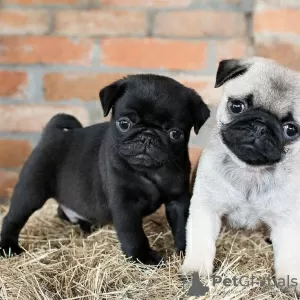 Photo №1. pug - for sale in the city of Штутгарт | 423$ | Announcement № 106094