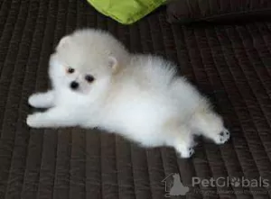 Photo №3. Beautiful purebred Pomeranian dwarf spitz puppies. France