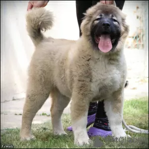 Photo №2 to announcement № 99358 for the sale of caucasian shepherd dog - buy in Serbia breeder