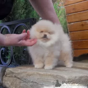 Additional photos: Szpic Pomeranian puppies male and female puppies.