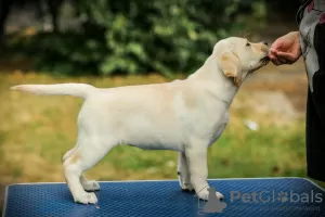 Additional photos: High quality Labrador Retriever puppies