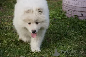 Additional photos: Samoyed females