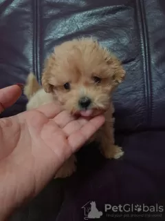 Photo №3. Maltipoo puppies. Serbia