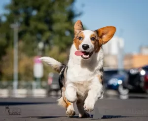 Additional photos: Welsh Corgi Cardigan, puppy