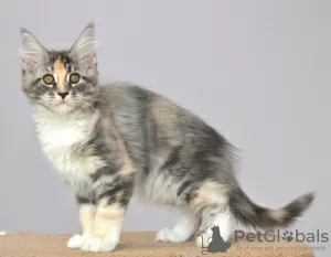 Photo №1. maine coon - for sale in the city of Kazan | negotiated | Announcement № 6360