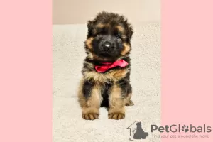 Photo №1. german shepherd - for sale in the city of Kozy | 1040$ | Announcement № 28400