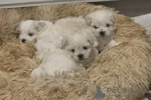 Photo №1. maltese dog, maltipu - for sale in the city of Atlanta | 400$ | Announcement № 102542