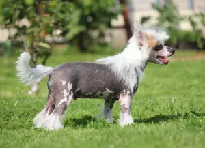 Photo №2 to announcement № 3370 for the sale of chinese crested dog - buy in Russian Federation from nursery