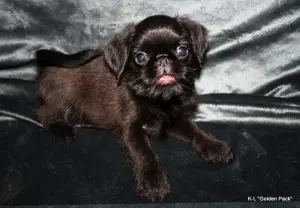 Photo №3. Belgian Griffon, KSU (FCI), 3 months. Ukraine