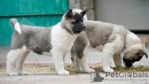 Additional photos: American Akita puppies for sale