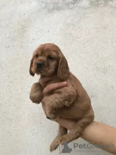 Additional photos: American cocker spaniel 4 females 1 male A quality puppies