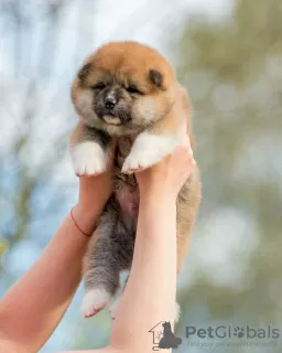 Photo №2 to announcement № 19600 for the sale of akita - buy in Belarus from nursery, breeder