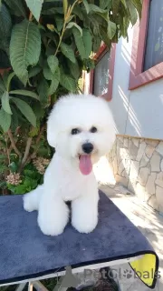 Photo №2 to announcement № 48021 for the sale of bichon frise - buy in Montenegro from nursery, breeder