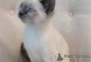 Photo №1. siamese cat - for sale in the city of Paris | Is free | Announcement № 128591