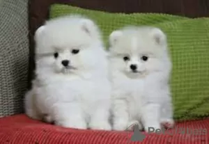 Photo №3. Pomeranian Spitz puppies for adoption. Germany