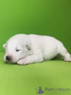 Additional photos: Samoyed puppies