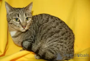 Additional photos: Vesta cat is looking for a home