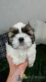 Additional photos: Purebred Shih Tzu puppies.