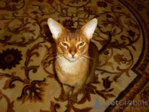 Photo №3. Abyssinian cat Vyatka Moscow in Russian Federation. Announcement № 131744