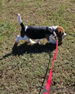 Photo №3. Beagle puppies.. Germany