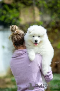 Additional photos: Samoyed, two male puppies