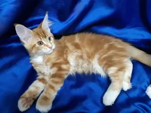 Photo №4. I will sell maine coon in the city of Izhevsk. private announcement - price - negotiated