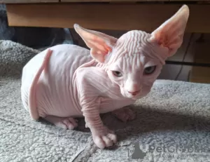 Photo №4. I will sell sphynx cat in the city of Дармштадт. private announcement - price - negotiated