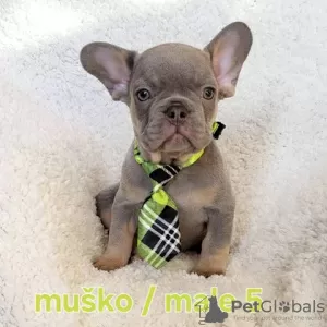 Additional photos: French bulldog puppy, exotic