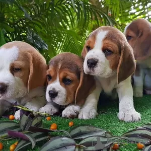 Photo №1. beagle - for sale in the city of Miami | 500$ | Announcement № 56348