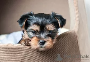 Photo №3. Entzückende Yorkie-Welpen stehen zur Adoption zur Verfügung. Germany