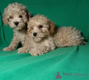 Additional photos: Real maltipu puppies (toy poodle). Boys.