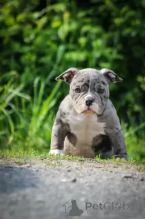 Photo №3. American Bully girl. Belarus