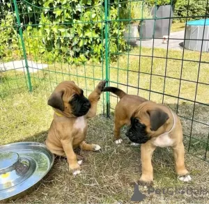 Photo №1. boxer - for sale in the city of Mainz-Bingen | 150$ | Announcement № 129612