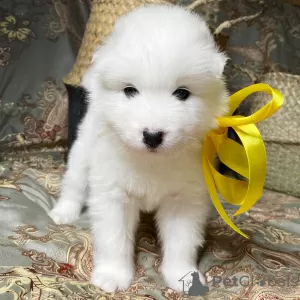 Photo №1. samoyed dog - for sale in the city of Berlin | 846$ | Announcement № 8985