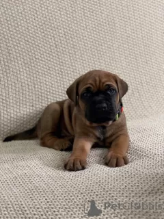 Additional photos: cane corso puppies