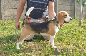 Additional photos: Beagle female for sale