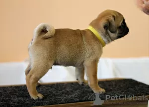 Photo №2 to announcement № 17389 for the sale of pug - buy in Ukraine from nursery