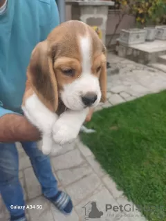 Additional photos: Beagle puppies for sale