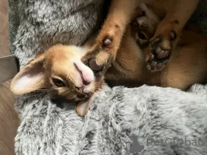 Additional photos: Certified cattery of Abyssinian kittens