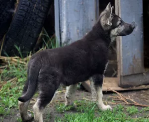 Additional photos: female VEO, from 26.02, with a puppy metric